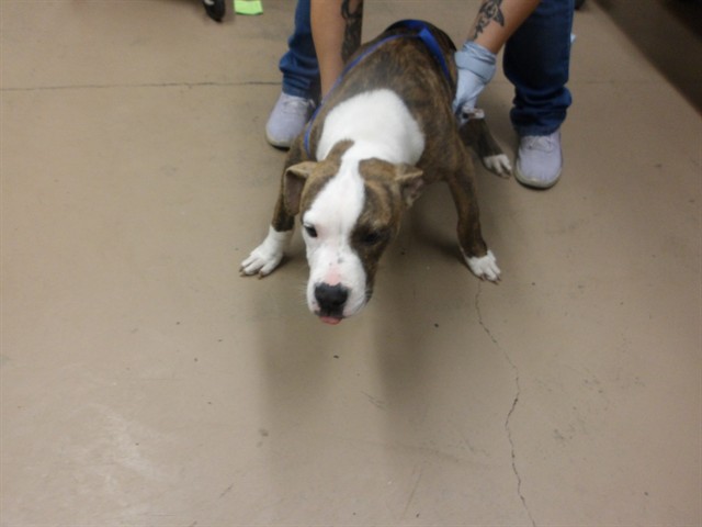 Adoptable Dog