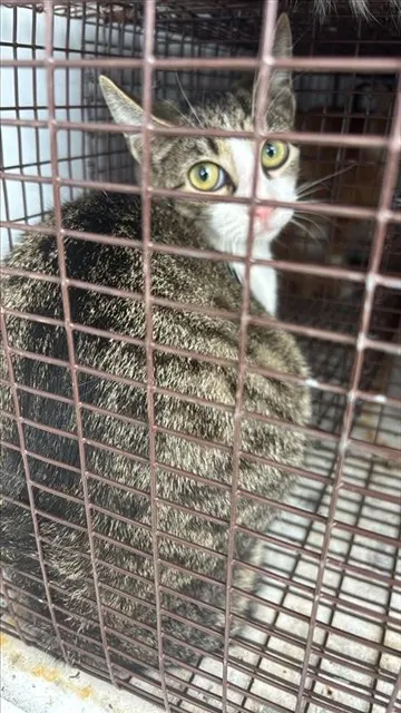 Adoptable Cat