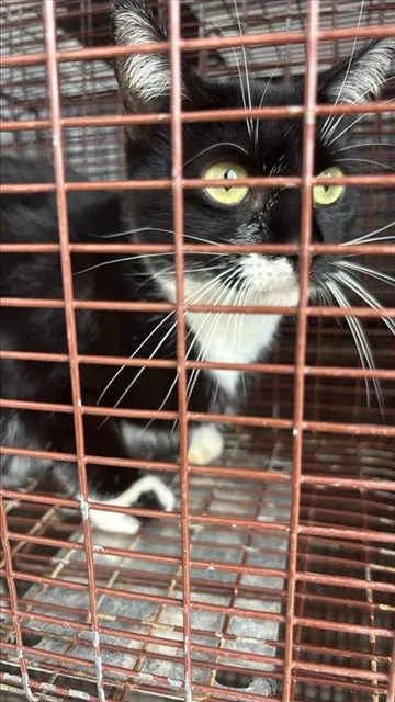 Adoptable Cat