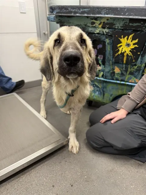 Adoptable Dog