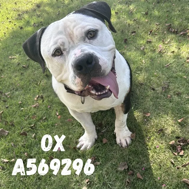Ox