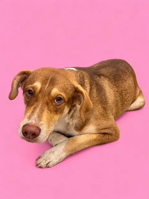 Benji