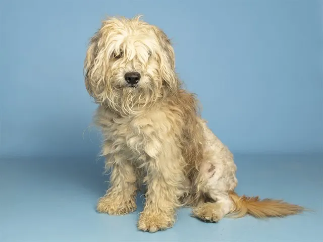 Teddy
