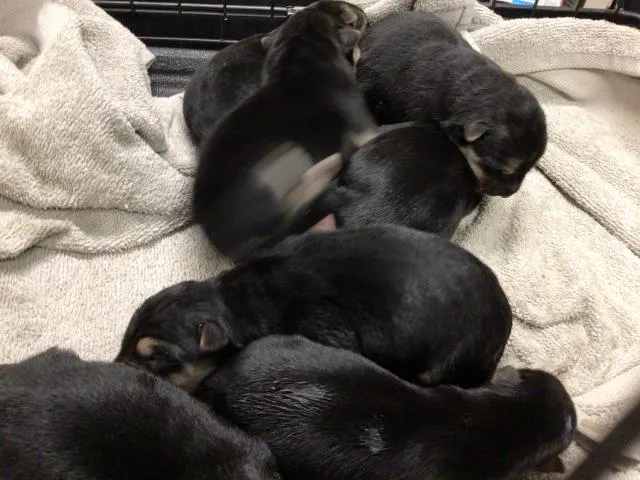 Adoptable Dog