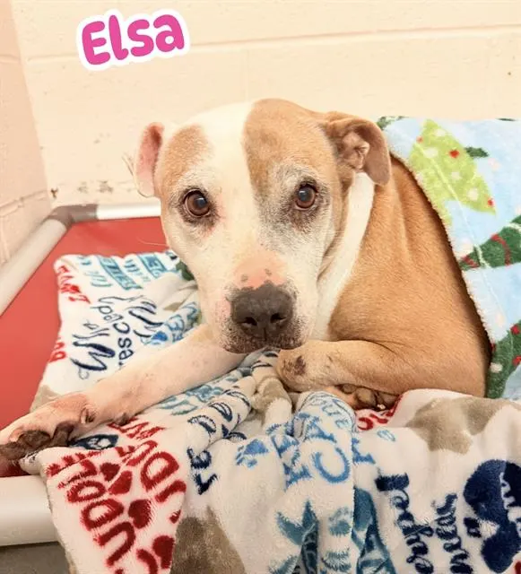 Elsa