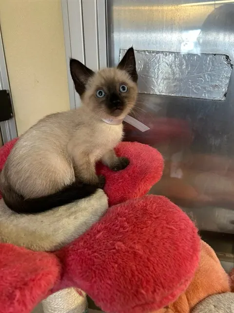 Adoptable Cat
