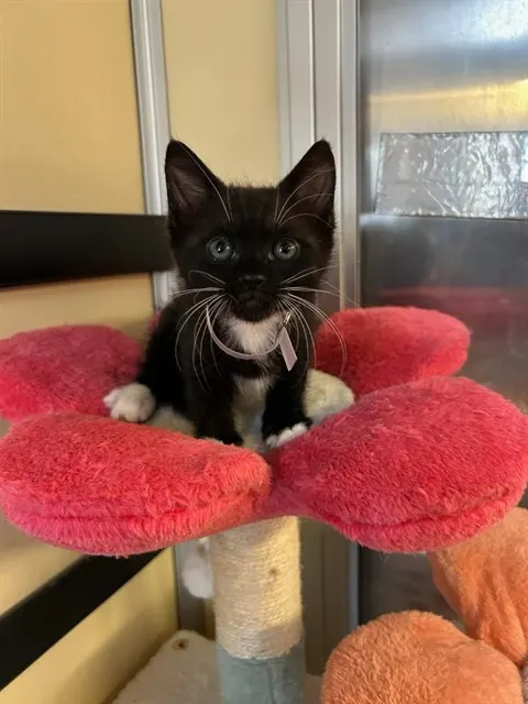 Adoptable Cat