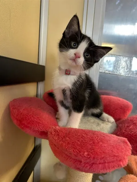 Adoptable Cat