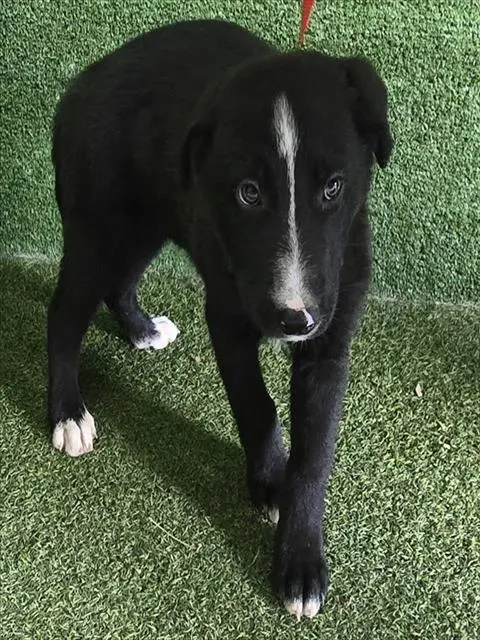 Adoptable Dog