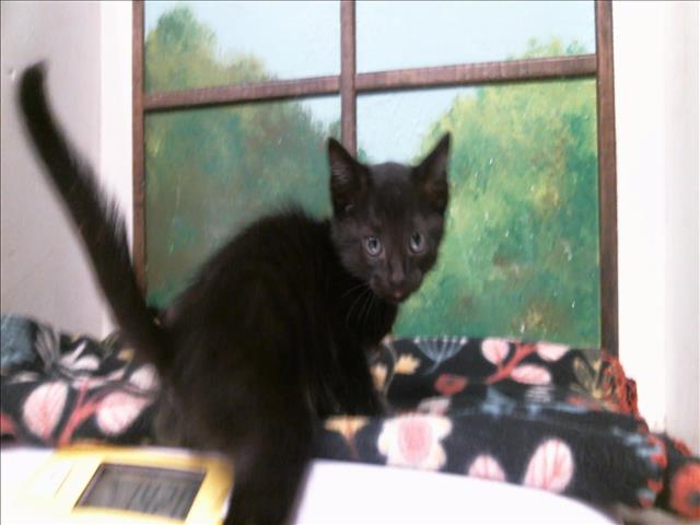 Seraphina