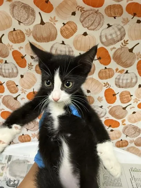 Holly