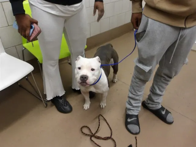 Adoptable Dog