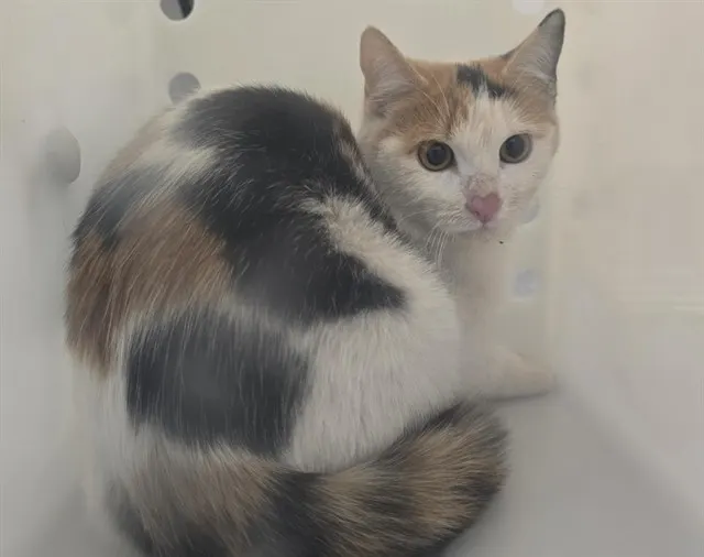 Adoptable Cat