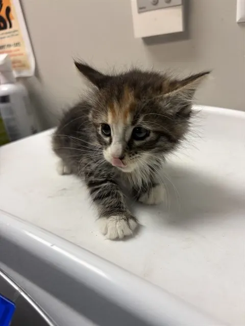 Adoptable Cat