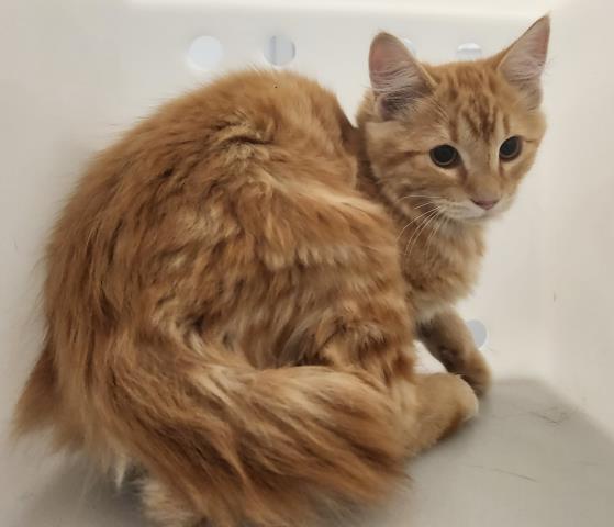 Adoptable Cat