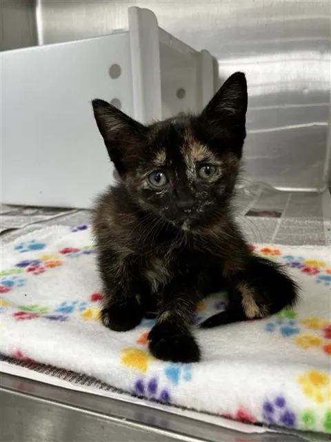 Delilah