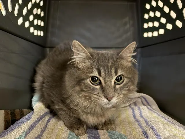 Pretty Girl