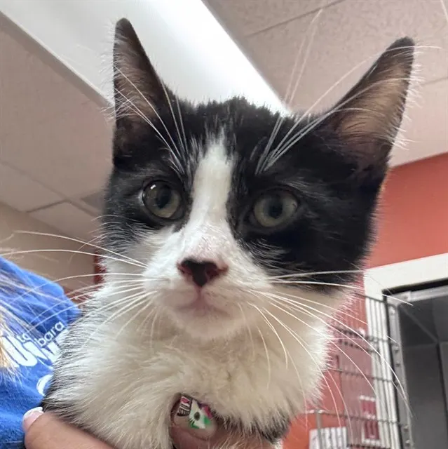 Adoptable Cat