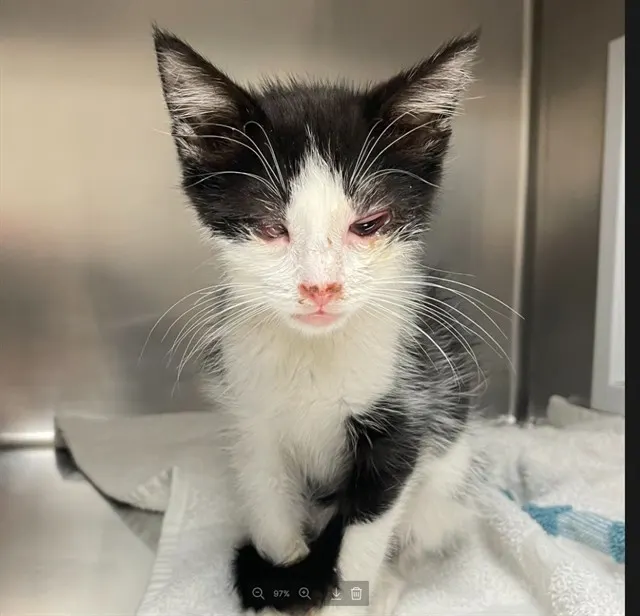 Adoptable Cat