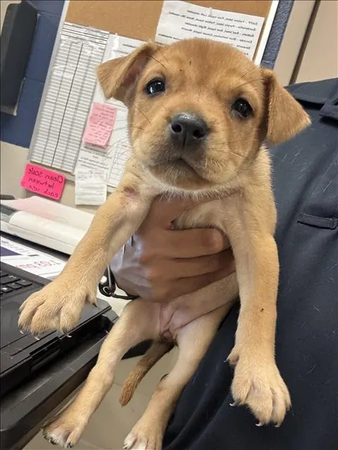 Adoptable Dog