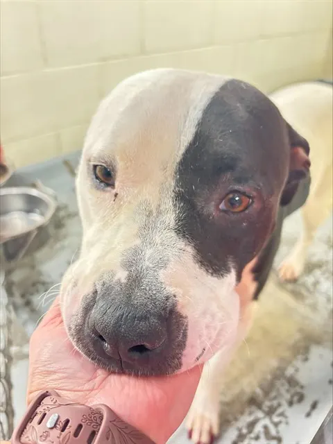 Precious