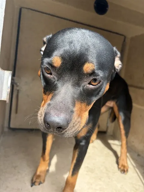 Adoptable Dog