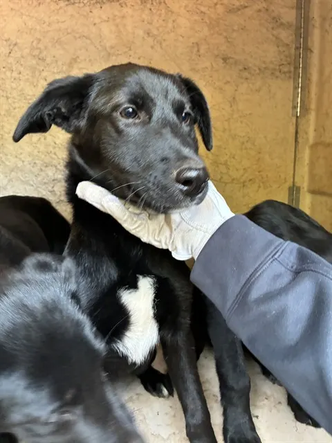Adoptable Dog