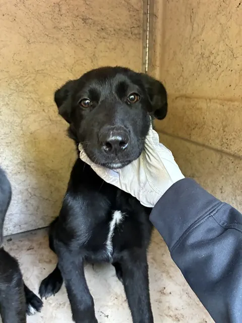 Adoptable Dog