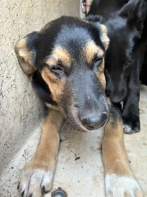 Adoptable Dog