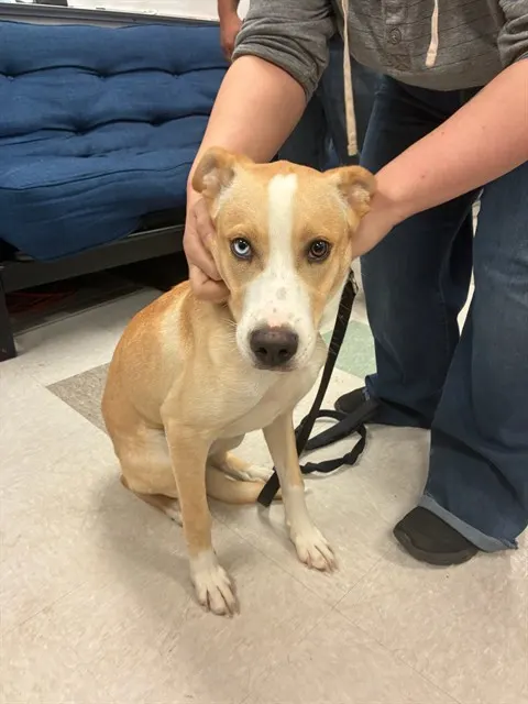 Adoptable Dog