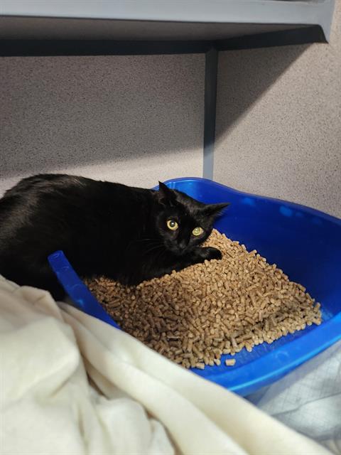 Salem