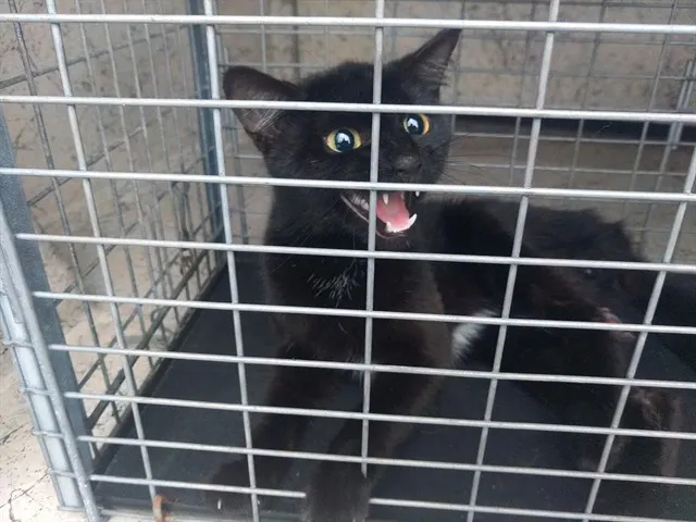 Adoptable Cat