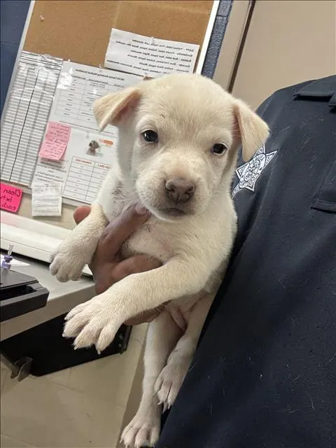 Adoptable Dog
