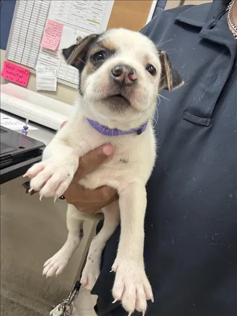Adoptable Dog