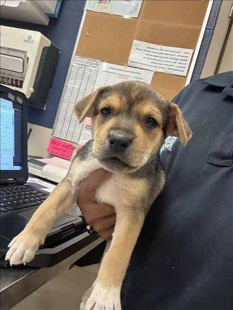 Adoptable Dog