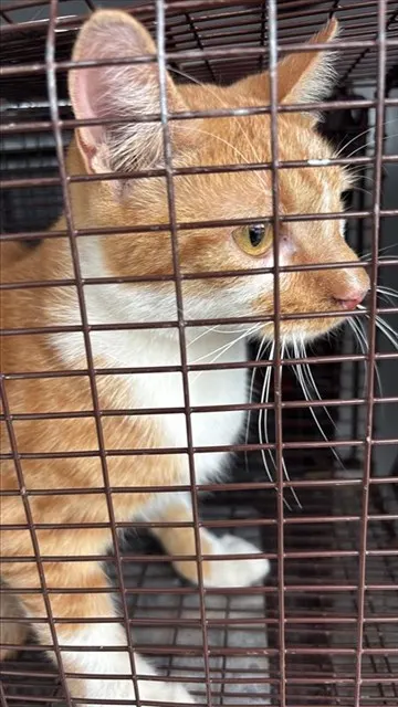 Adoptable Cat