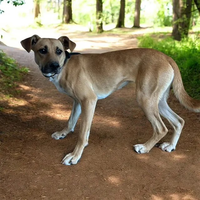 Lyra
