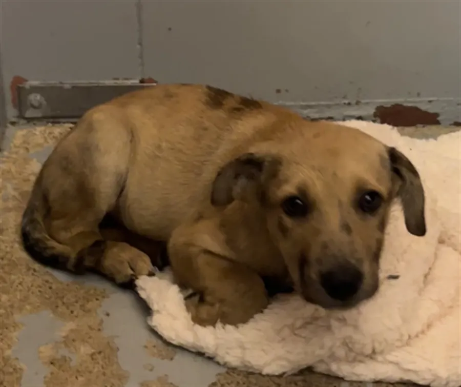 Adoptable Dog