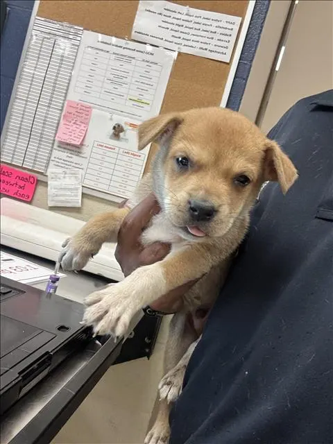 Adoptable Dog