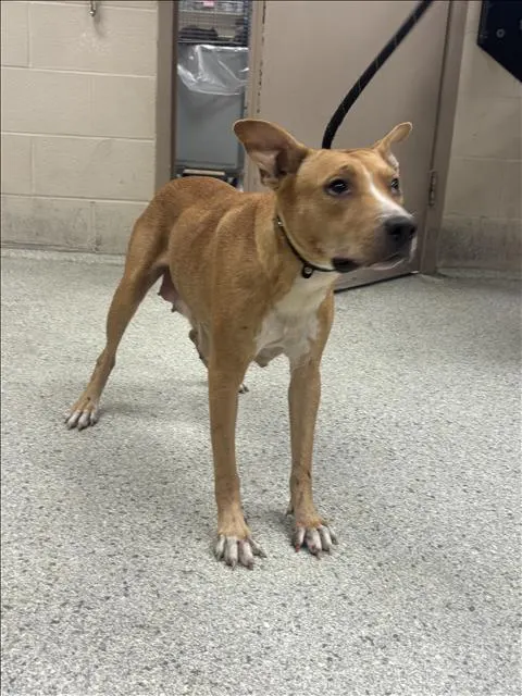 Adoptable Dog