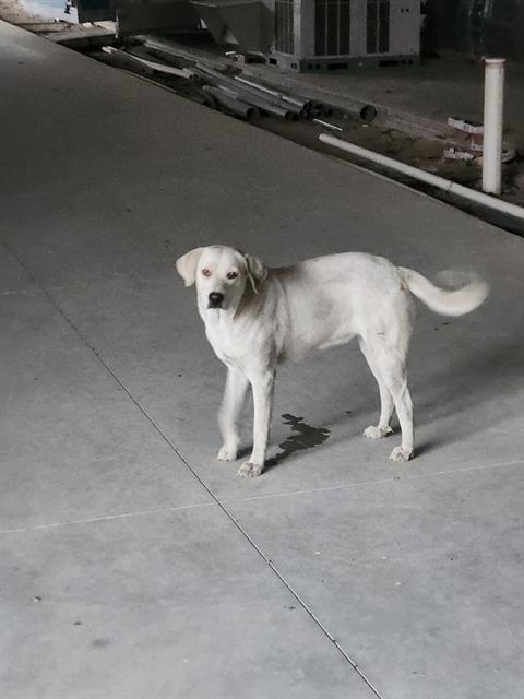Hazel
