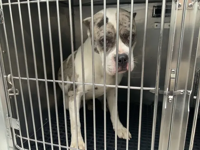 Adoptable Dog