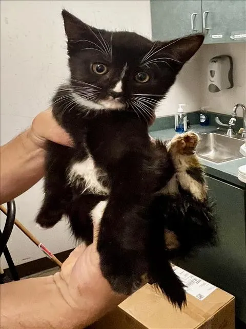 Licorice