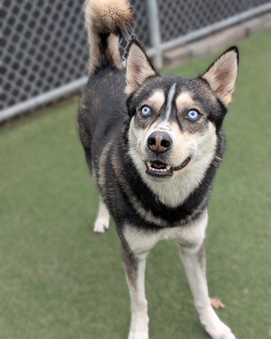 Adoptable Dog
