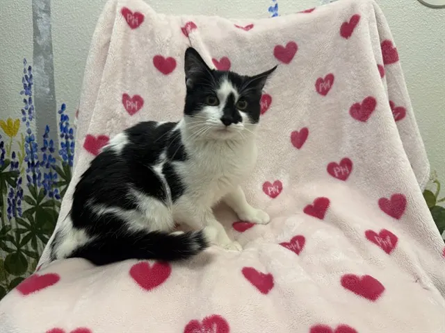 Ferdinand