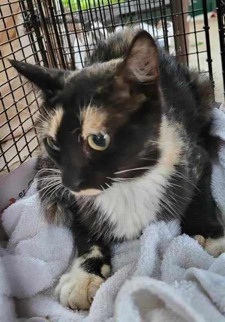 Agatha