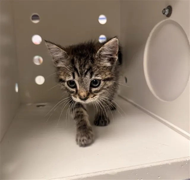 Adoptable Cat