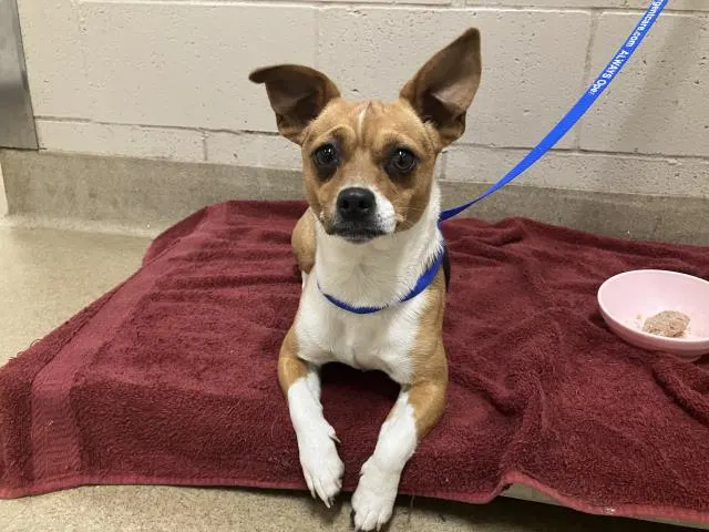 Adoptable Dog