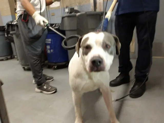 Adoptable Dog