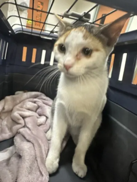 Adoptable Cat